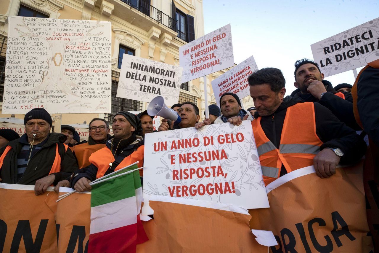 Olivenbauern protestierten in Rom. Sie forderten eine Lösung für Ernteausfälle durch Frost und dem Feuerbakterium.