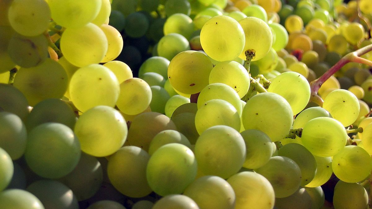 Weintrauben sind süße und gesunde Früchte.