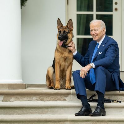 US-Präsident Joe Biden sitzt mit seinem Hund Commander auf den Stufen vor dem Weißen Haus.