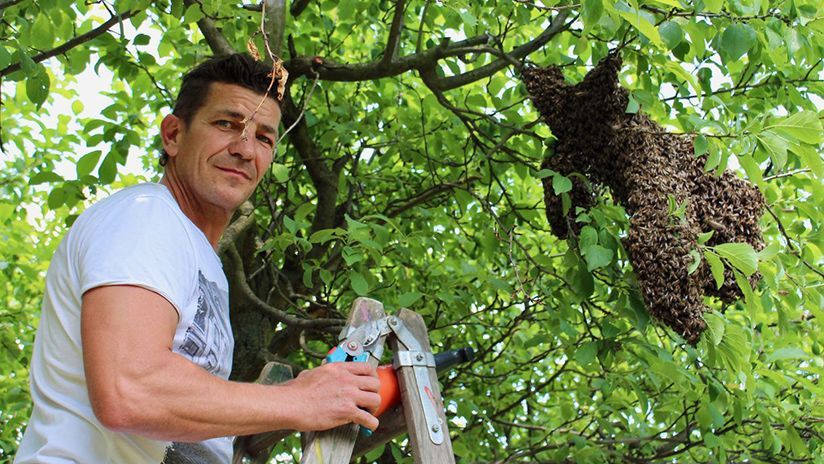 Im Schrebergarten werden nicht nur seltene Blumen und Gemüsesorten gezüchtet. Rudi hat sogar einen eigenen Bienenstock!