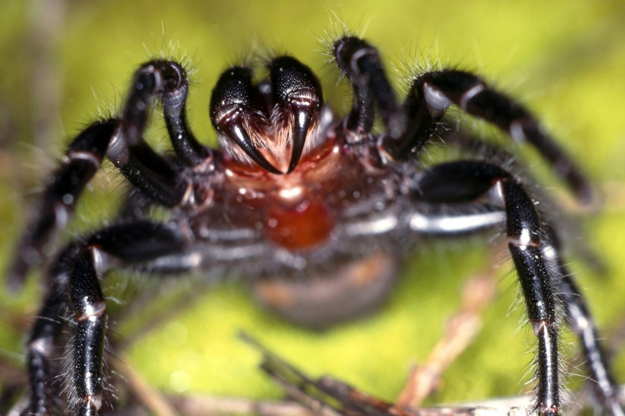 Der Biss der Sydney-Trichternetzspinne kann Menschen das Leben kosten. Vor der Entwicklung eines Gegengiftes im Jahr 1981 war sie die tödlichste Spinne Australiens. Die Tiere tummeln sich üblicherweise in tunnel-artig ausgebauten Erdlöchern. Gehen allerdings die Männchen nachts auf Partnersuche, kommt es vor, dass sie auch in Wohnhäuser gelangen. Weibchen suchen dort Schutz, wenn sie beispielsweise durch eindringendes Regenwa