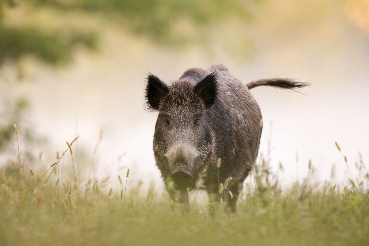 Wildschwein: Der Vorfahre unseres Hausschweins ist nach dem Schaf das älteste Nutztier. Wildschweine werden bis zu 150 Kilogramm schwer.