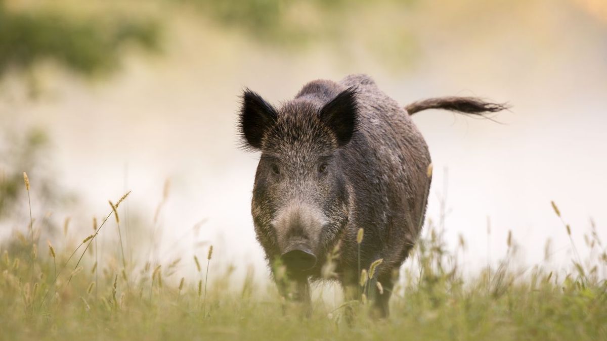 Wildschwein Wildtiere