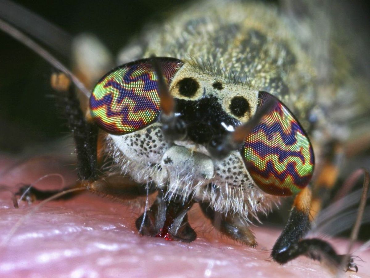 Bremsen: Aussehen, Verbreitung und Gefahren des Insekts