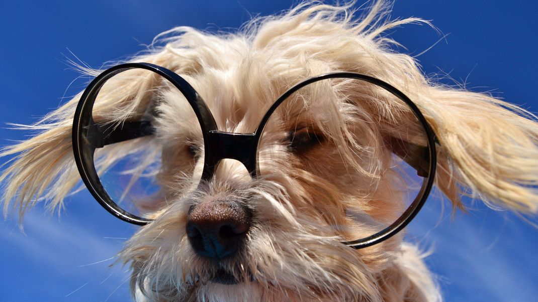 Hunde besitzen weniger Zapfen in den Augen, sind aber deshalb noch nicht gleich farbenblind. Anders als wir Menschen nehmen sie ihre Umgebung in blau-gelben Farbtönen wahr.