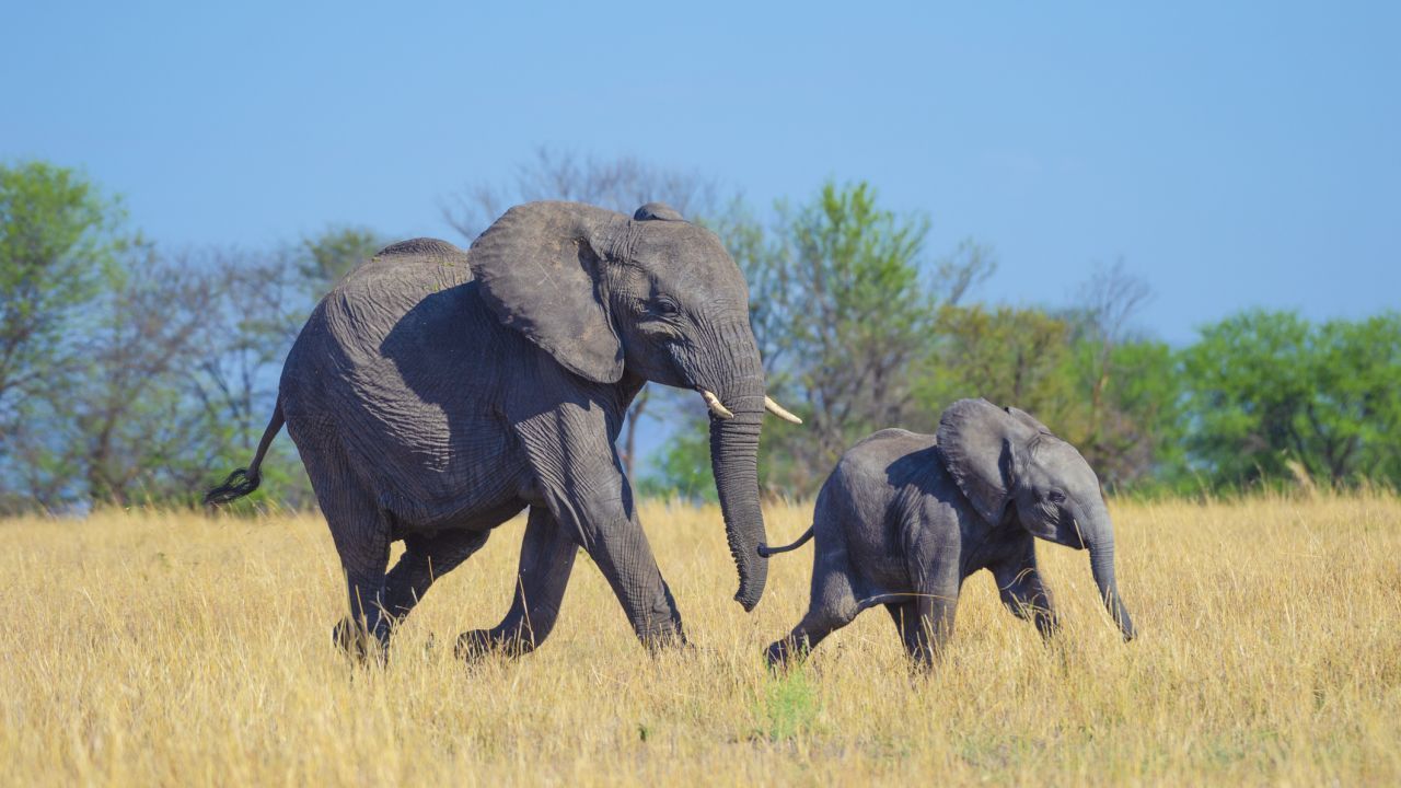 Der Elefant - Elefanten können, genauso wie wir Menschen durch bestimmte Bereiche im Gehirn eine Vielzahl von Emotionen wie Trauer, Freude und Furcht empfinden. Ihr gutes Gedächtnis sorgt dafür, dass sie Wasserstellen auch nach langer Zeit mühelos wiederfinden.