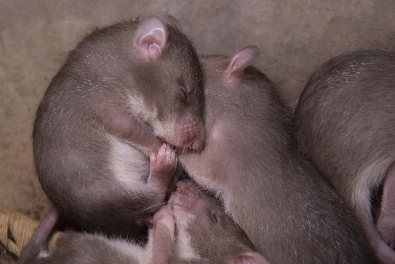 Alles beginnt mit ein paar kleinen Babyratten in Afrika, genauer in Tansania. Hier werden die zukünftigen Hero Rats geboren und ausgebildet.