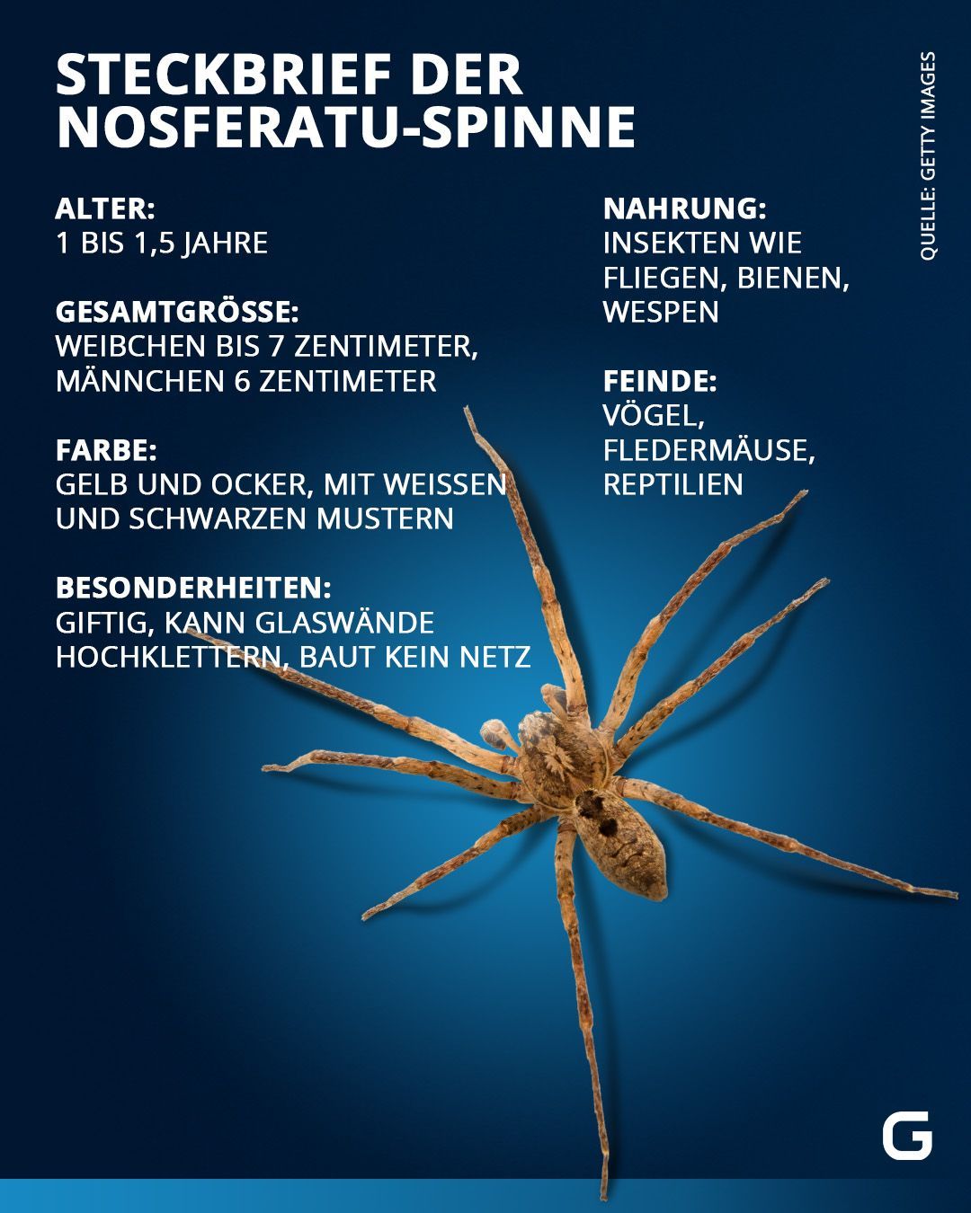 Die Nosferatu-Spinne im Steckbrief: Alle Infos zur Gruselspinne