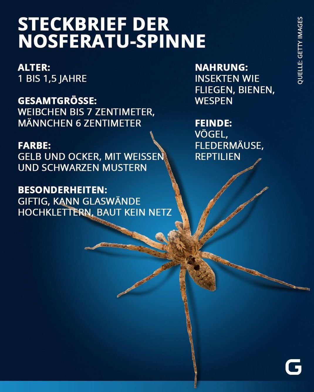 Die Nosferatu-Spinne im Steckbrief: Alle Infos zur Gruselspinne