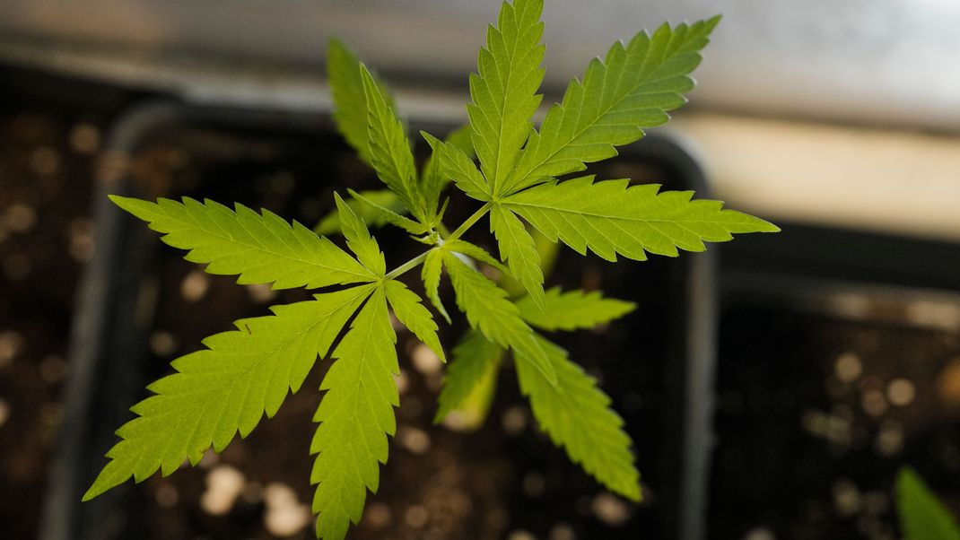 Cannabispflanze im Cannabis Museum in Berlin.