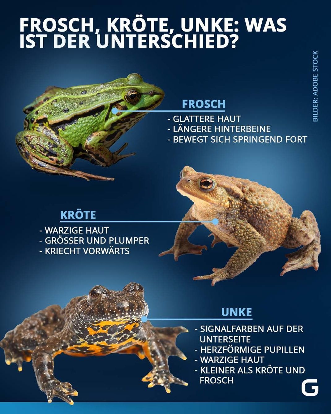 Frösche Steckbrief über die Amphibien und ihre Arten Galileo