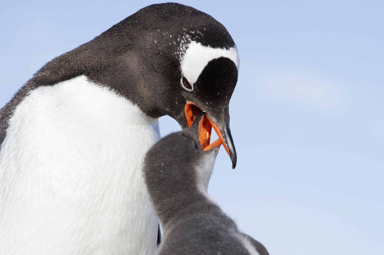 Ein weiblicher Esels-Pinguin füttert ein Junges. Population: 770.000.