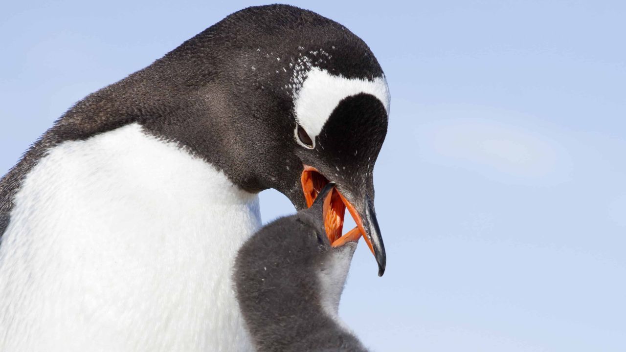 Ein weiblicher Esels-Pinguin füttert ein Junges. Population: 774.000.