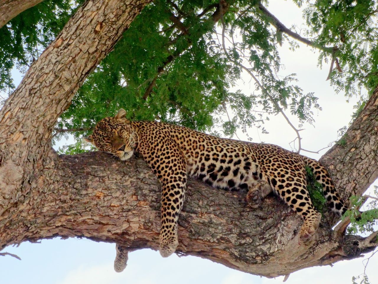 Besonders wohl fühlen sich Leoparden auf Bäumen. Dorthin bringen sie oft ihre erlegte Beute - und halten auch gern mal ein Nickerchen. 