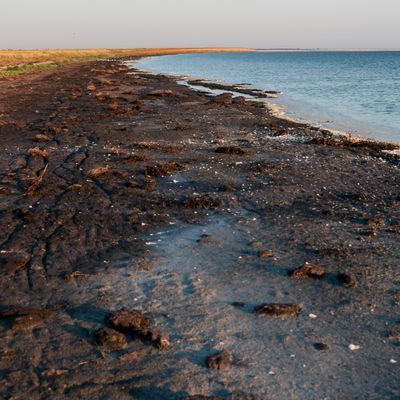 Dried algae on the shore of the shallowing drying Tuzlovsky estuary