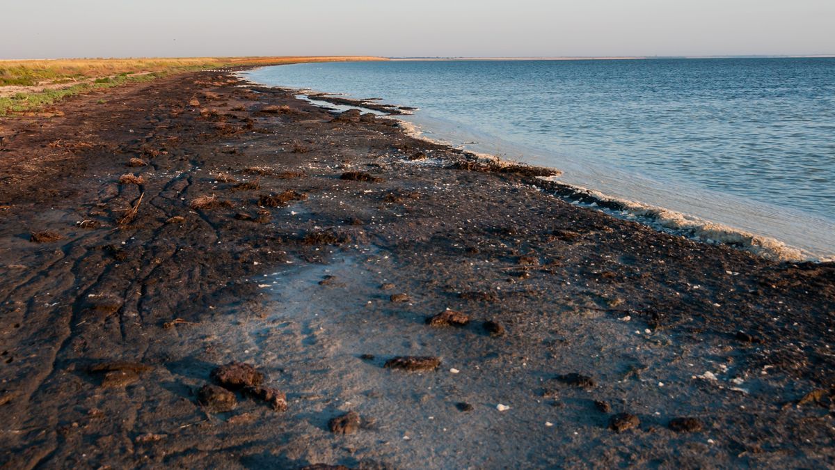 Dried algae on the shore of the shallowing drying Tuzlovsky estuary