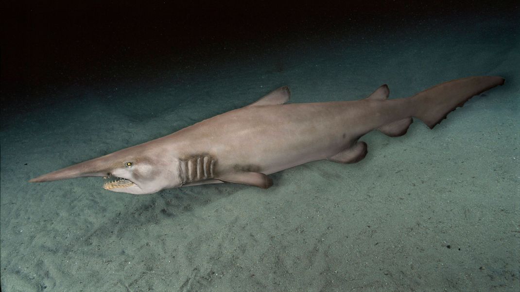 Der Koboldhai oder Nasenhai gilt als lebendes Fossil. Wir erklären, warum er kaum erforscht ist. 