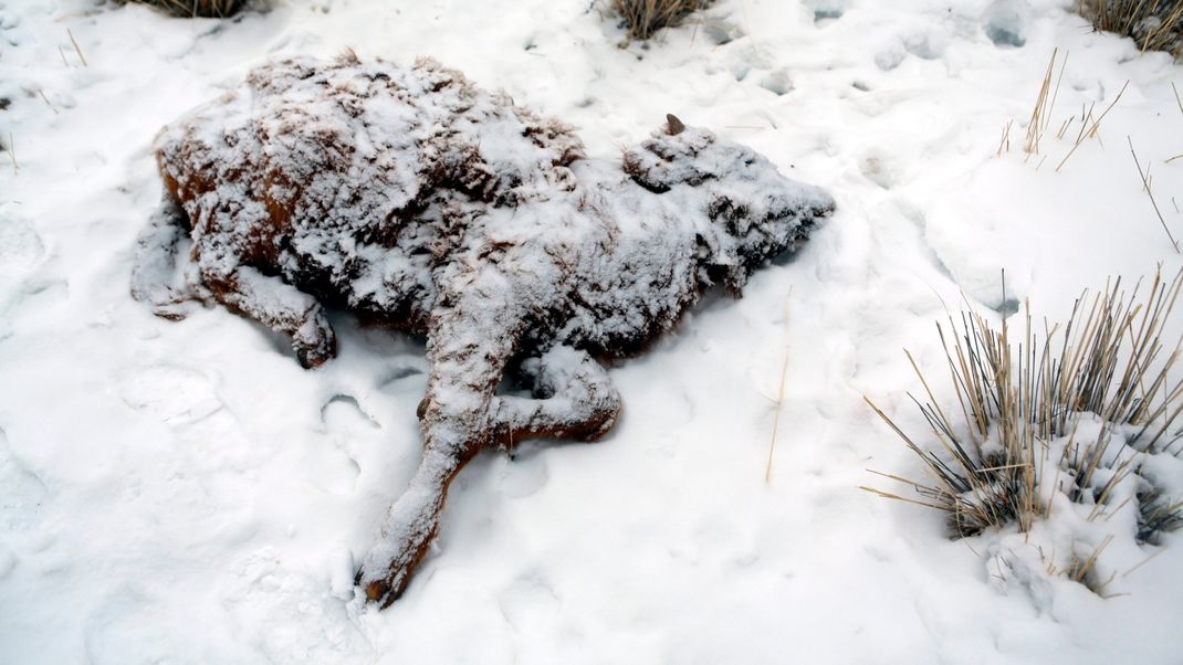 So wie diesem Tier auf einem Foto von 2016 ergeht es vielen Artgenossen während des mongolischen "Dzud".