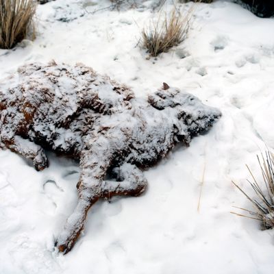 Dem Extremwinter "Dzud" in der Mongolei sind schon mehr als 1,5 Millionen Herdentiere zum Opfer gefallen. 