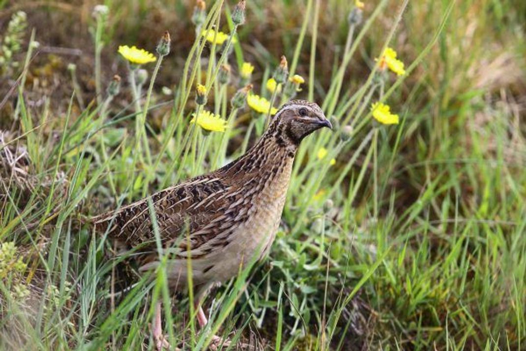 Die Wachtel ist der kleinste Hühnervogel, bei Gefahr läuft sie weg statt davon zu fliegen.