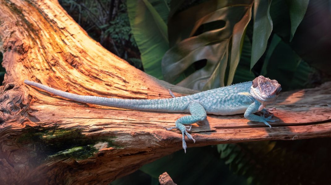 Ein seltener Anblick: Die blaue Eidechse "Anolis gorgonae" existiert nur auf der kolumbianischen Insel Gorgona.