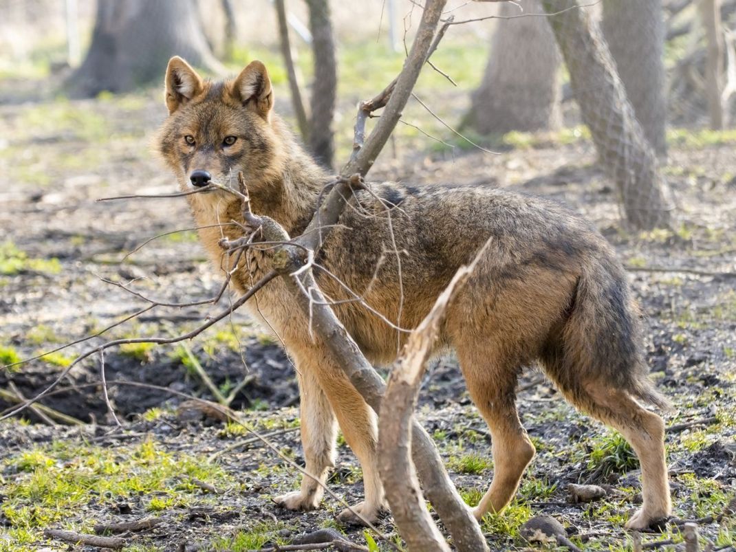 Europäischer Goldschakal: Das Tier ähnelt dem Wolf, ist aber zierlicher.