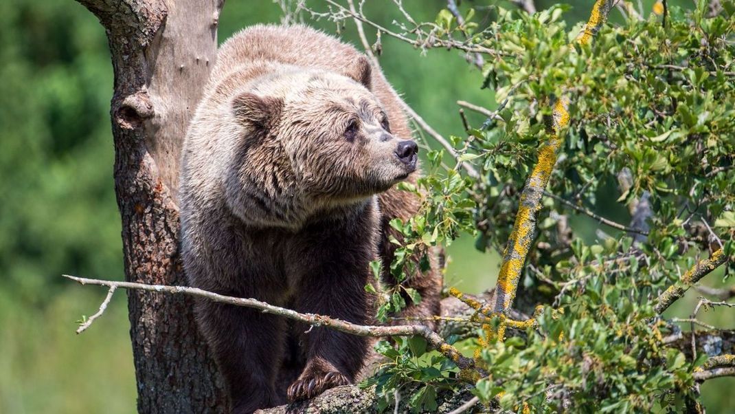 Ein Braunbär auf Nahrungssuche – bald selbst eine Mahlzeit? Die Slowakei plant die Freigabe von Bärenfleisch.