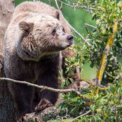 Abgeschossene Bären sollen in der Slowakei auf den Teller kommen