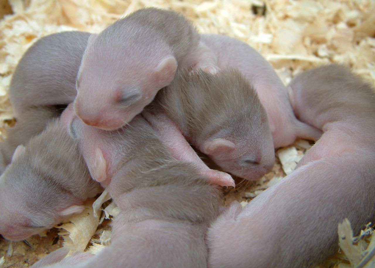 Trubel im Bau: Die Jungen kommen von März bis Mai zur Welt. Ein Wurf kann aus drei bis sogar neun Tieren bestehen. Sie wiegen jeweils um die 3 Gramm. Nach der Geburt öffnen sie erst nach sechs Wochen die Augen, für sieben Wochen werden sie gesäugt. In der freien Wildbahn ist die Jungtiersterblichkeit sehr hoch.