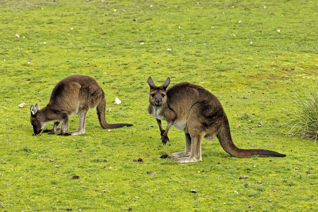 Kängurus sind Pflanzenfresser: Diese Tiere grasen auf einer Wiese.