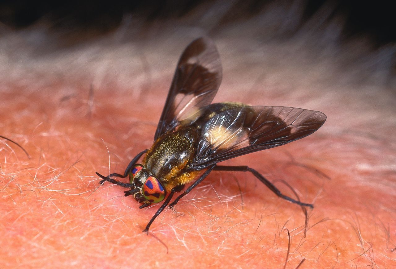 Die Gemeine Blindbremse wird manchmal auch als "Blinde Fliege" bezeichnet. Das rührt daher, dass sie sich kaum verscheuchen lässt, sobald sie mit einem Opfer beschäftigt ist. Sie reagiert selbst dann nicht, wenn sich eine Hand nähert oder nach ihr geschlagen wird – so, als wäre sie blind. Die blutsaugenden Weibchen fallen durch ihren blassgelben Hinterleib mit schwarzem V-Muster auf, die harmlosen Männchen haben einen überwie