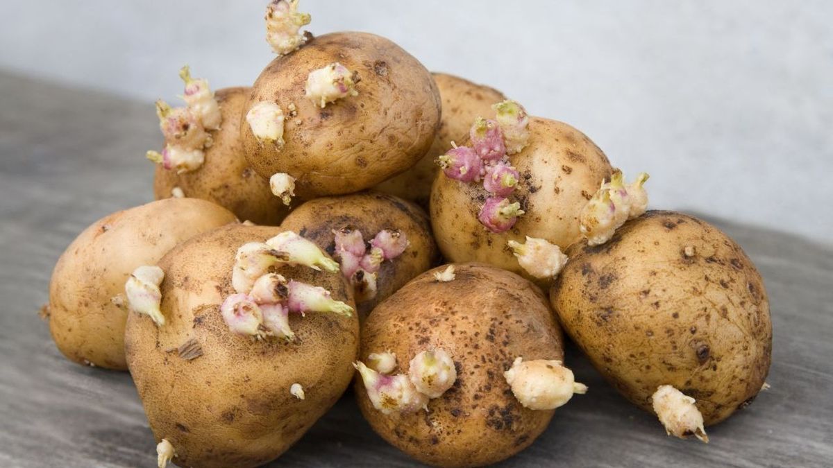 Kartoffeln Tricks