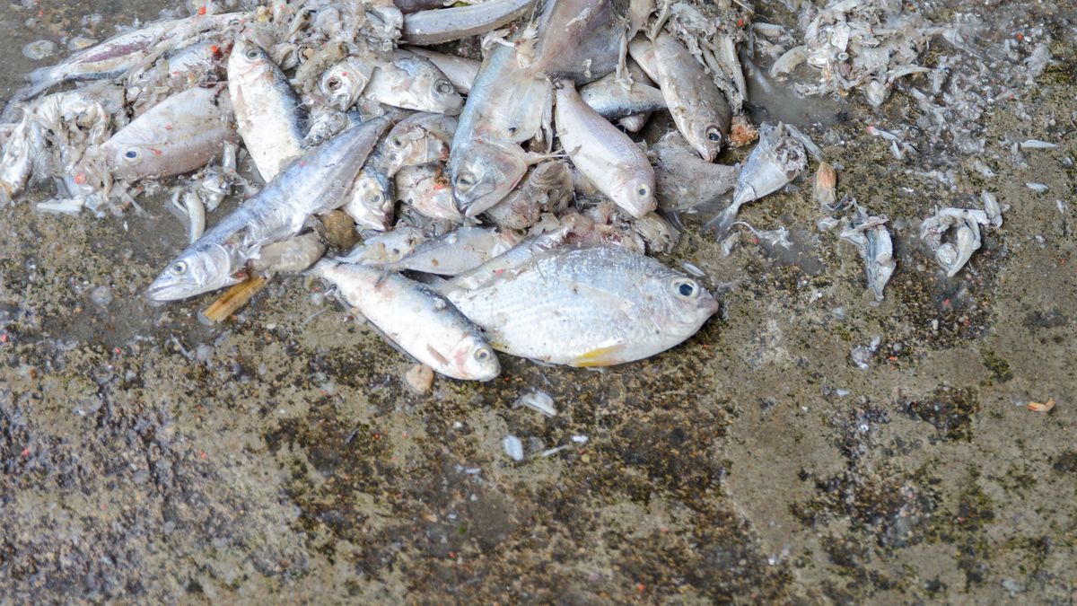 Tote Fische am Strand