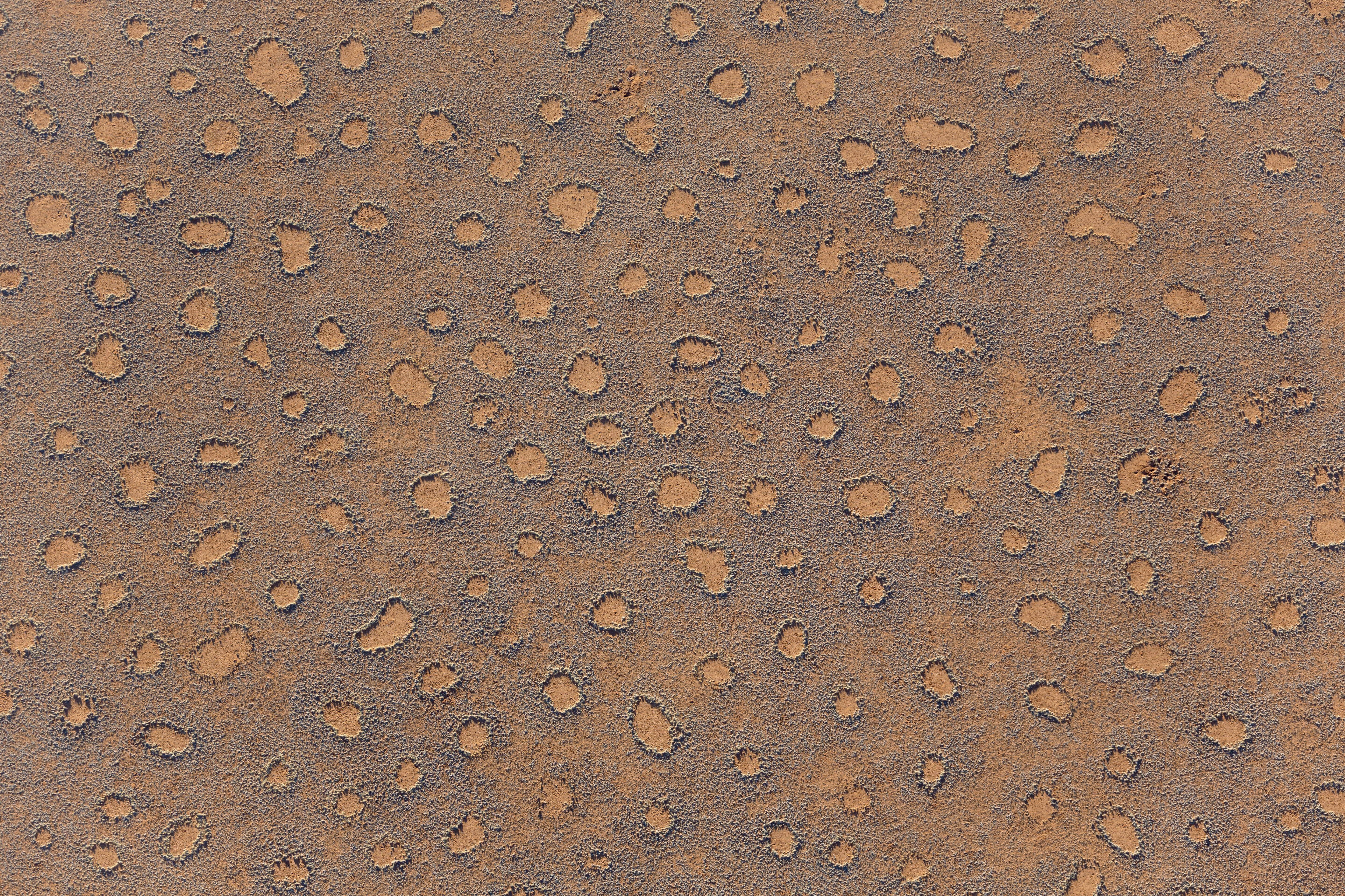 So viele! Aus der Luft betrachtet zeigt sich, wie zahlreich Feenkreise in der Namib vorkommen.