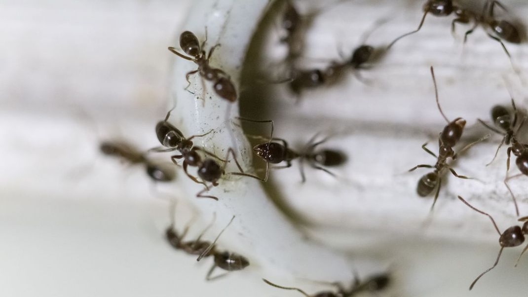 Was tun gegen Ameisen in der Wohnung?