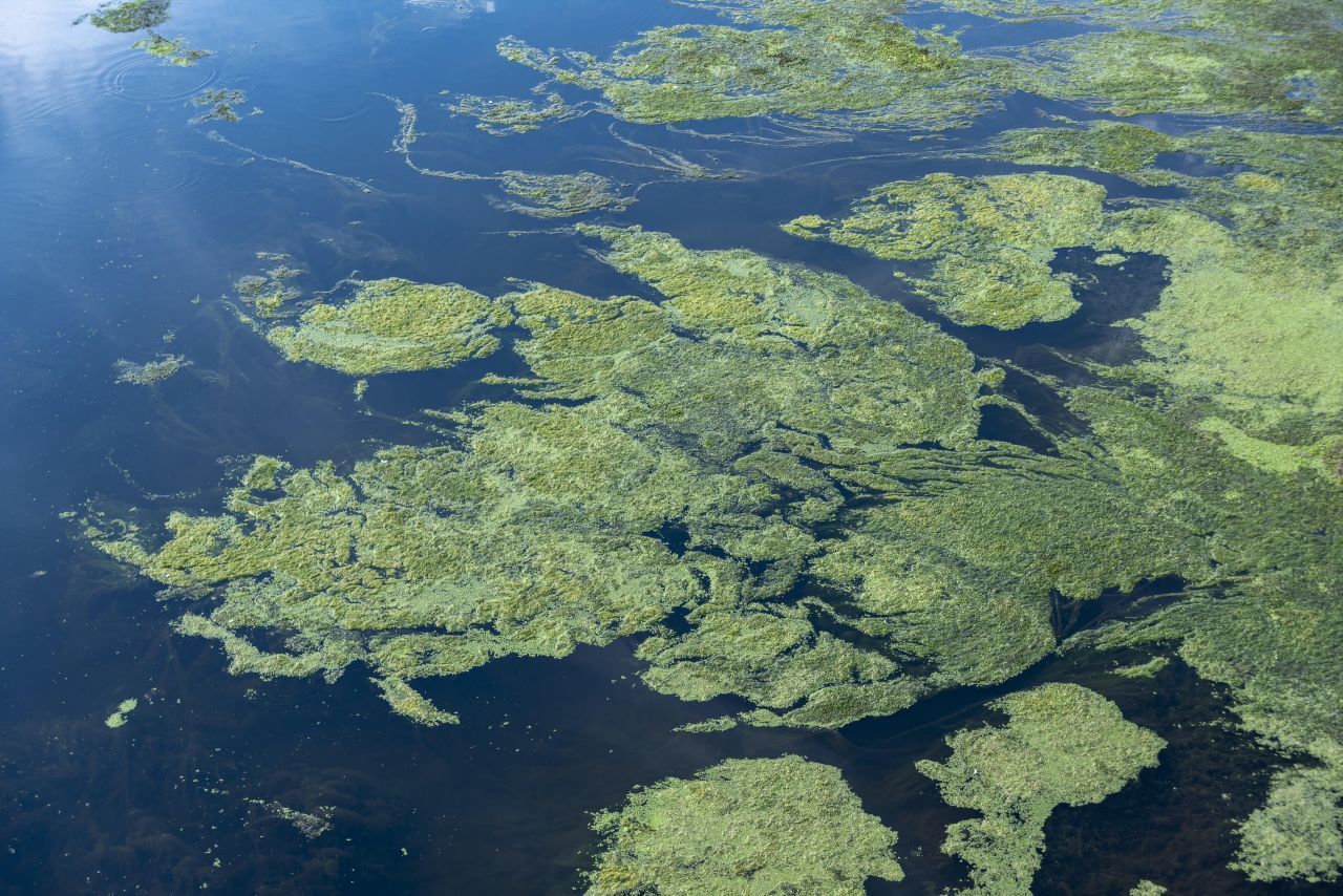 Blaualgen in Seen und Flüssen machten in den vergangenen Jahren häufig schlechte Schlagzeilen. Durch Trockenheit, Hitze und Überdüngung vermehren sie sich übermäßig und können zur Plage in werden, wie hier in der Nahe-Rhein-Flussmündung. Ein Blaualgen-Bad kann gesundheitsschädigend sein, deshalb werden Gewässer bei einer Algenblüte oft zeitweise gesperrt. Blaualgen haben aber auch positive Eigenschaften, zum Beispiel als vita