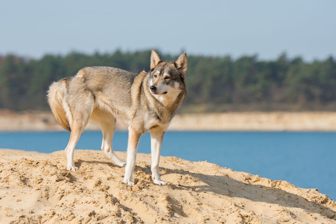 Tamaskan/Northern Inuit: Diese Wolfshunde sind Kreuzungen aus Schlittenhunden und kommen ursprünglich aus Finnland. Der Name bedeutet "mächtiger Wolf". 