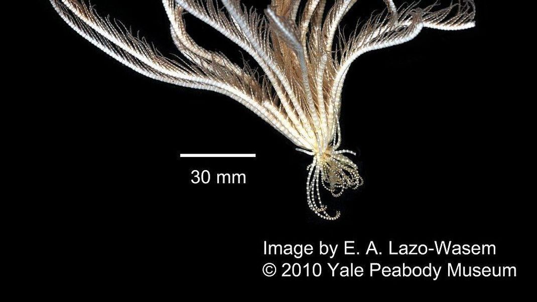 Symbolbild eines Federsterns: Jetzt wurde eine neue Spezies gefunden, mit unglaublichen 20 Tentakeln am Körper. Auch er gehört zur Familie der Seesterne, Seeigel und Seegurken.
