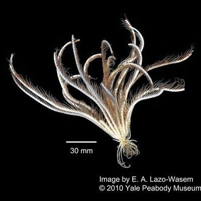 Eine neue Spezies des "Promachocrinus kerguelensis" wurde entdeckt - mit 20 langen Armen.