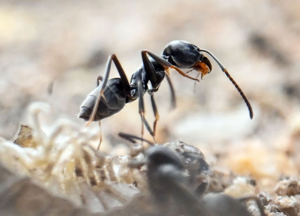 Tapinoma-Ameisen breiten sich aus – so erkennen Sie die Eindringlinge