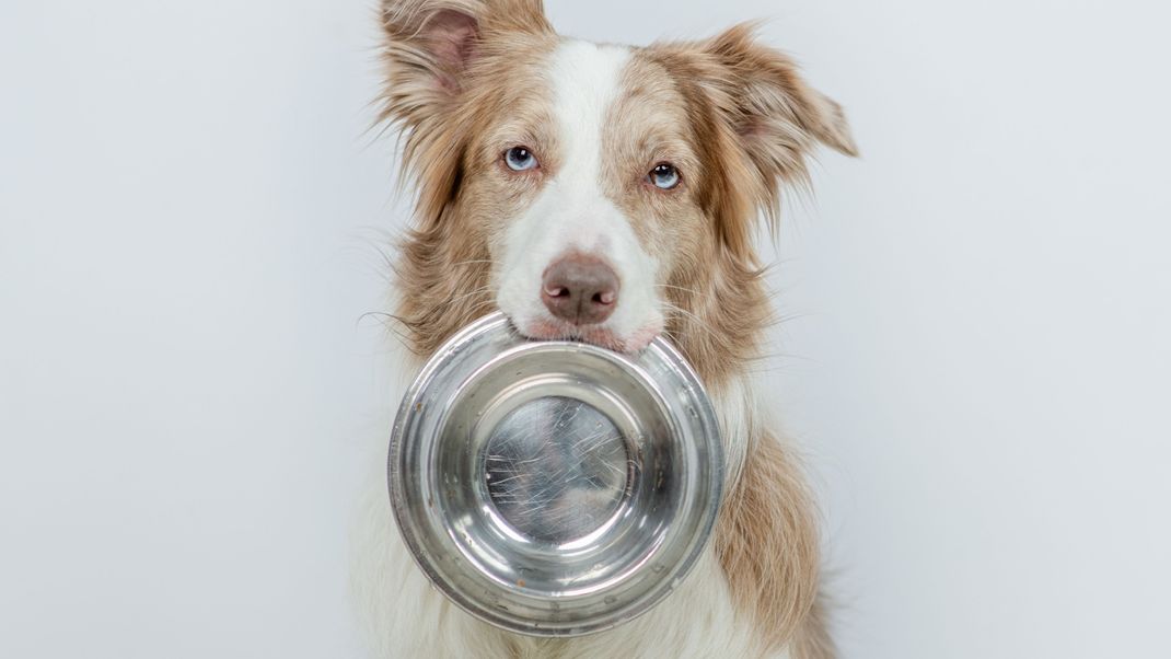 Terra Canis  hat einen Rückruf für eines seiner Hundefutter gestartet. (Symbolbild)