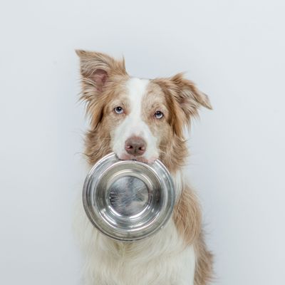 Hundefutter-Rückruf bei Terra Canis