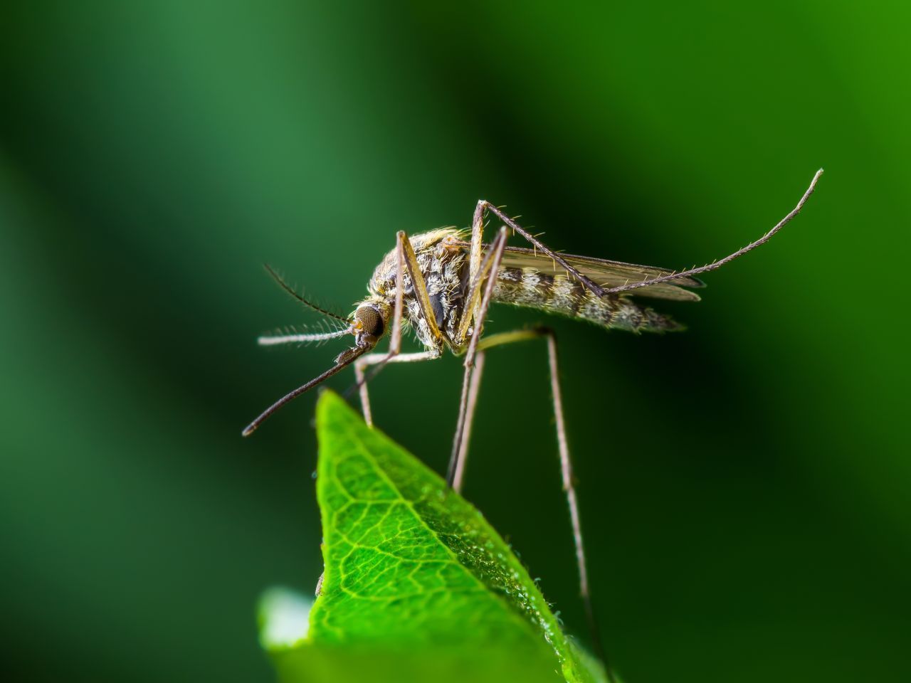 Mit der Hitze kommen die Mücken. Von ihrer exotischen Heimat aus erobern sie den Norden. Laut einer neuen Hochrechnung könnten in den nächsten Jahrzehnten eine halbe Milliarde Menschen zusätzlich jenen Stechtieren ausgesetzt sein, die gefährliche Tropenkrankheiten wie Malaria, Dengue- oder Gelbfieber übertragen. Europa zählt zu den Regionen, die mit einem starken Befall rechnen müssen. In Süddeutschland wurden schon 2017 asia