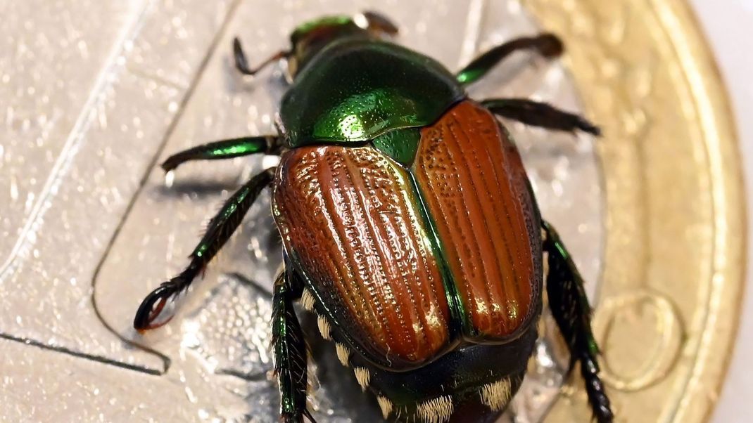 Der Japankäfer wurde Anfang Juli an der Schweizer Grenze gesichtet.