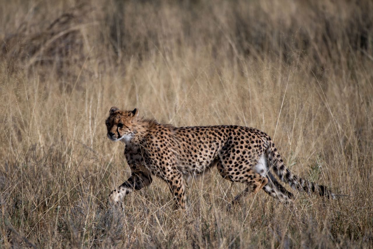 Gepard: Er erreicht rund 115 bis 120 Stundenkilometer. Diese Spitzengeschwindigkeit hält er rund 500 Meter, manchmal auch etwas länger, durch. Für gewöhnlich jagt er eher mit gut 80 km/h. Von 0 auf 100 kommt er in gut drei Sekunden. Das ist ungefähr so schnell wie ein Ferrari.