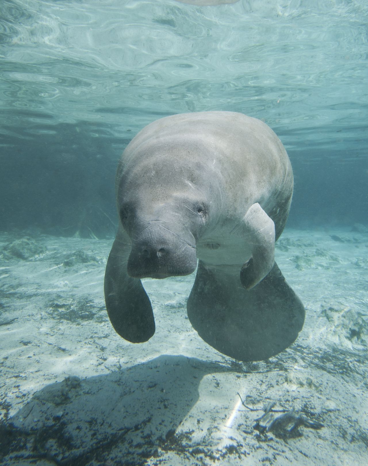 Manatis haben eine löffelförmige Schwanzflosse. Sie leben sowohl im Salz- als auch im Süßwasser. Es gibt Amazonas-Manatis, Karibik-Manatis und westafrikanische Manatis. 