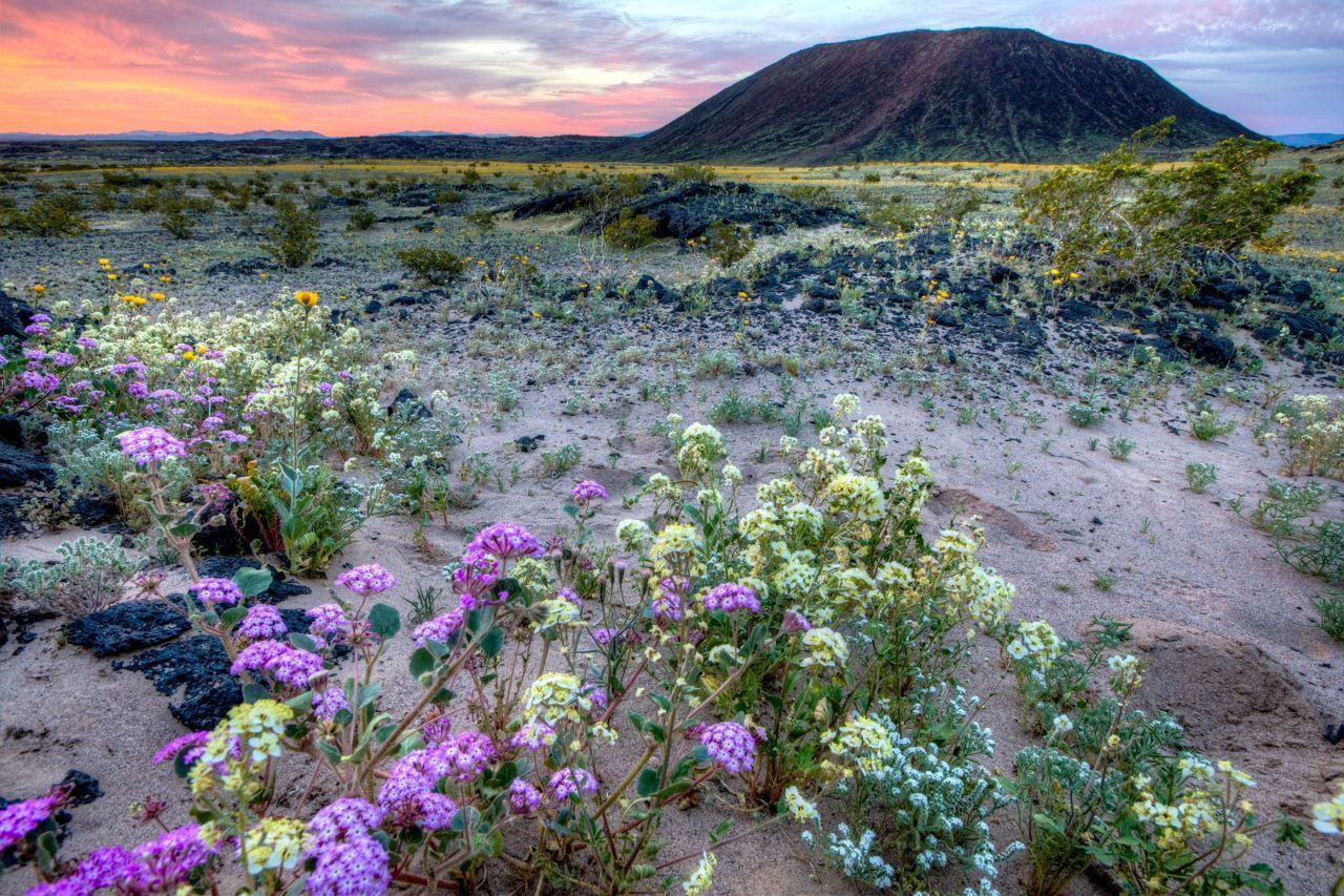 Amboy Crater: Der erloschene Vulkan mit einer Höhe von 76 Metern befindet sich im östlichen Teil der Mojave-Wüste. Zum Kraterrand hinauf führt ein Wanderweg. Von dort oben bietet sich eine 1a-Aussicht auf das umliegende Lava-Feld, den Bristol Dry Lake und die Marble Mountains. Nach den winterlichen Niederschlägen verwandeln Wildblumen - manchmal schon im Februar - die sonst eintönigen Landschaften in farbenfrohe Felder. 
