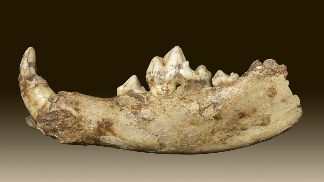 Der rund 14 000 Jahre alte Unterkiefer eines Hundes liegt im Rheinischen Landesmuseum in Bonn. 