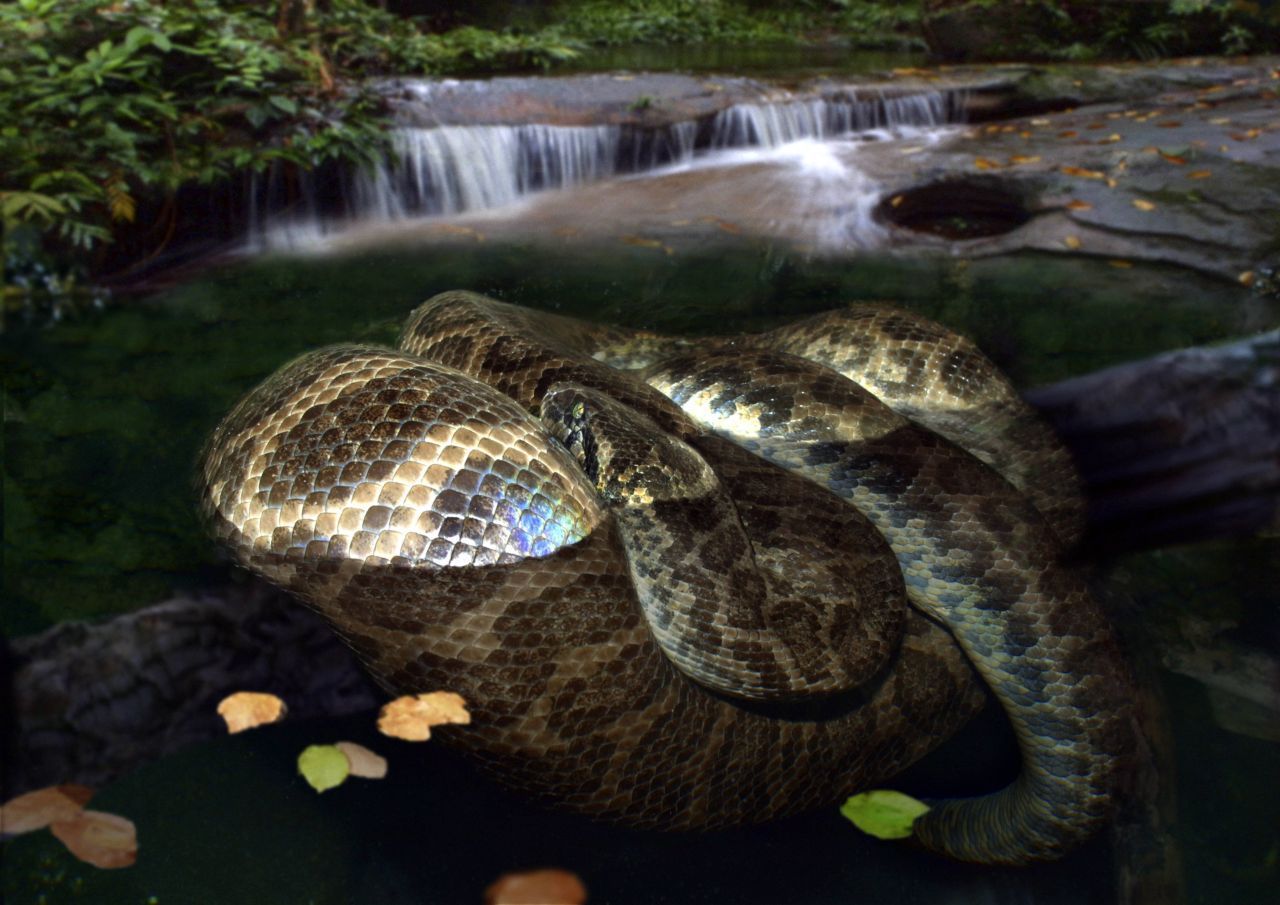 Die Große Anakonda, auch Grüne Anakonda genannt, wird bis zu neun Meter lang und über 250 Kilo schwer. Als Nachkommin der Titanoboa lebt sie in Amazonien.