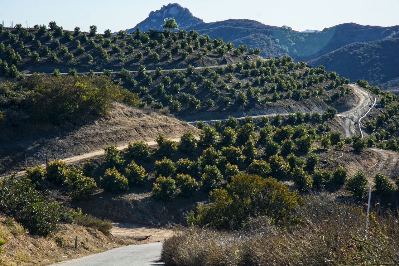 Ursprünglich stammt die Avocado aus Mexiko. Noch heute ist das Land der Haupt-Exporteur der Frucht: 60 Prozent der Avocados stammen von hier, gefolgt von Peru und Chile.